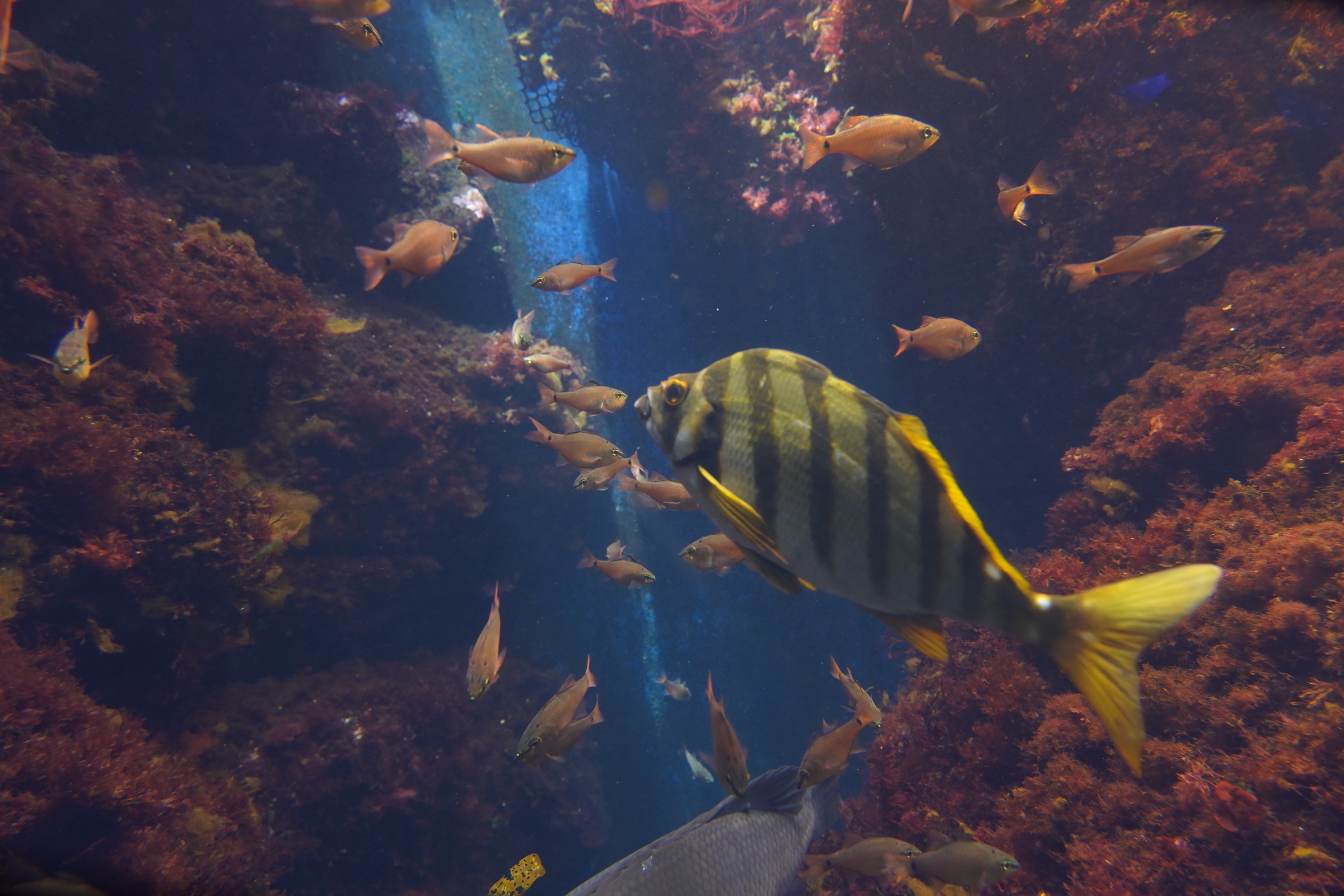 新江ノ島水族館（えのすい）：混雑時期