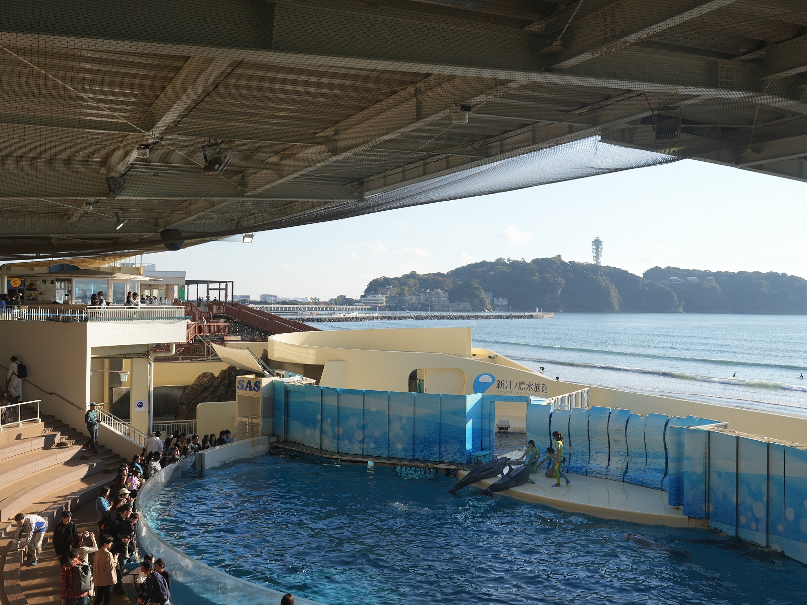 新江ノ島水族館（えのすい）：ショー