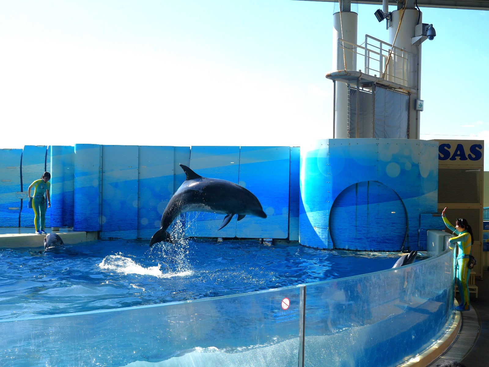 新江ノ島水族館（えのすい）：イルカショー「Wave~君の波になりたい~」