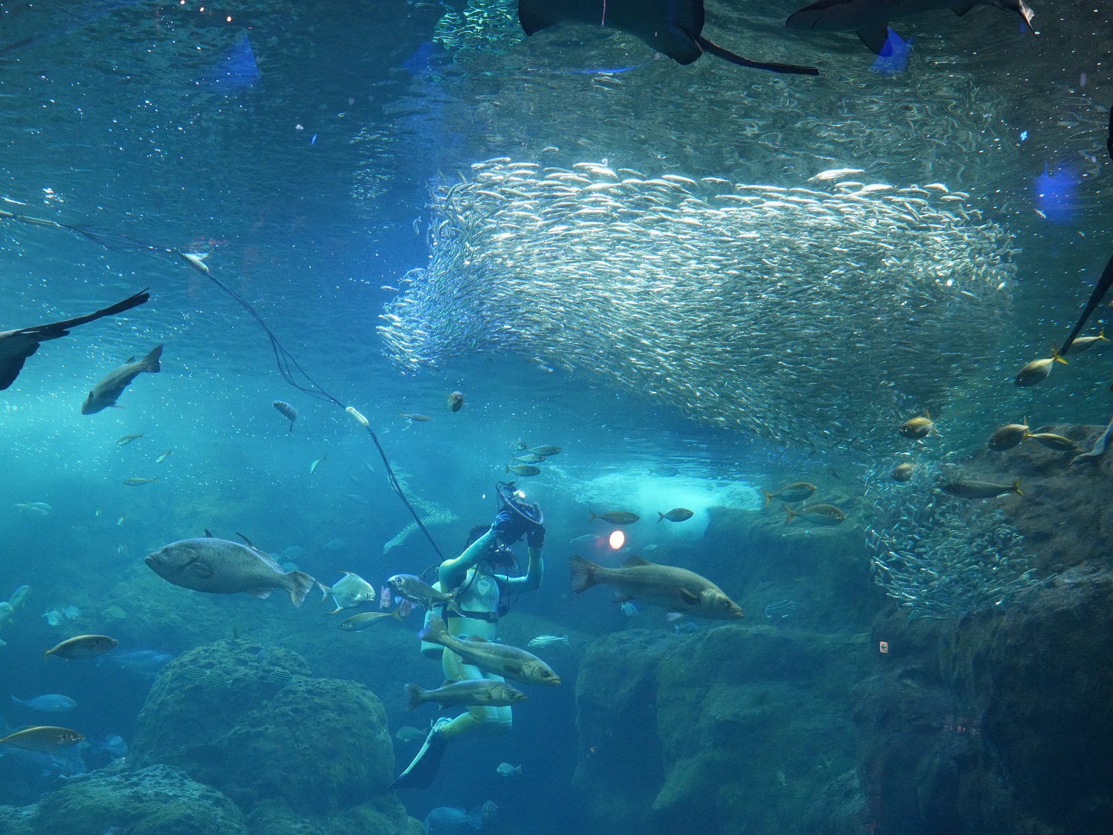 新江ノ島水族館（えのすい）：潜水ショー「フィンズ」