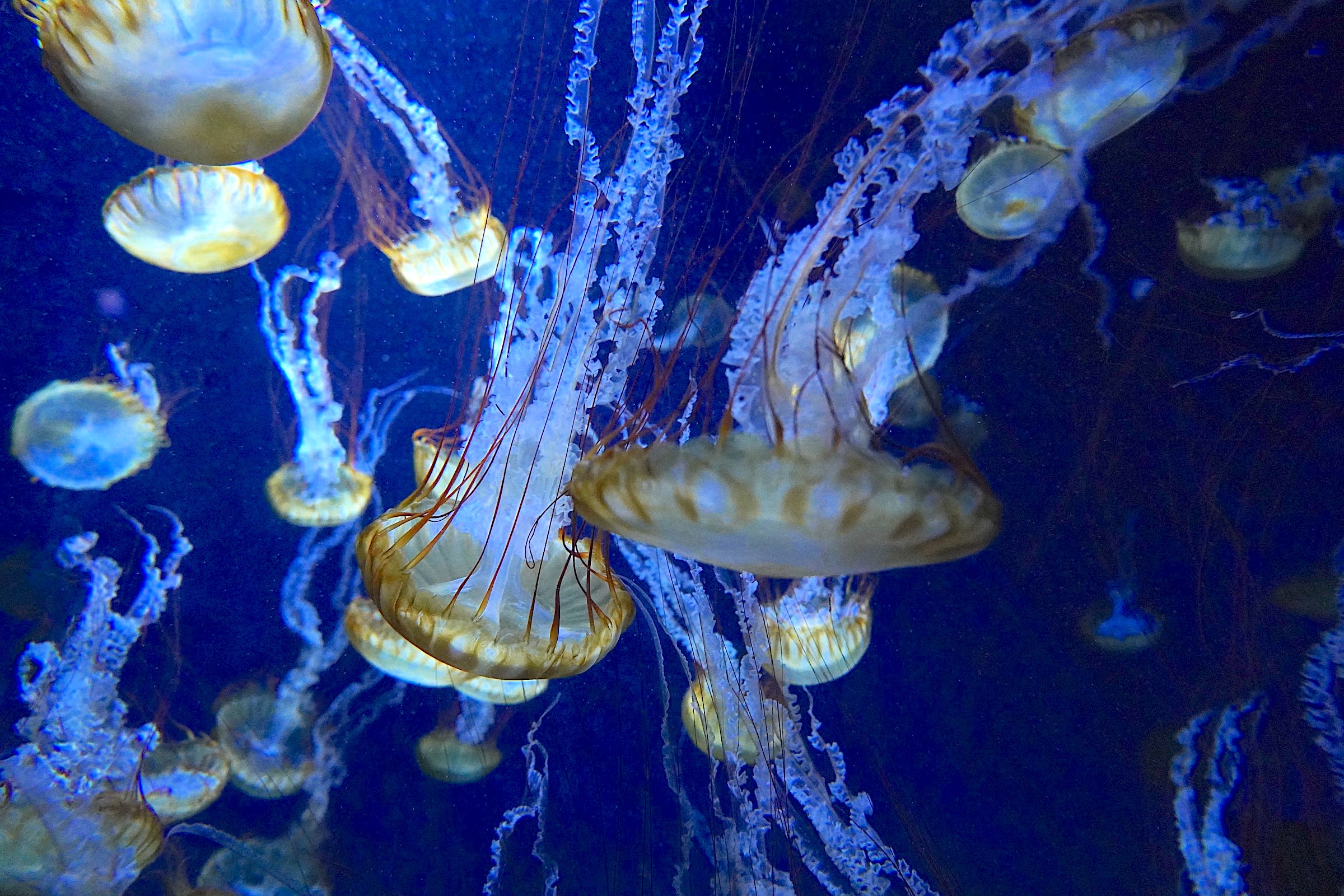 新江ノ島水族館（えのすい）：クラゲ