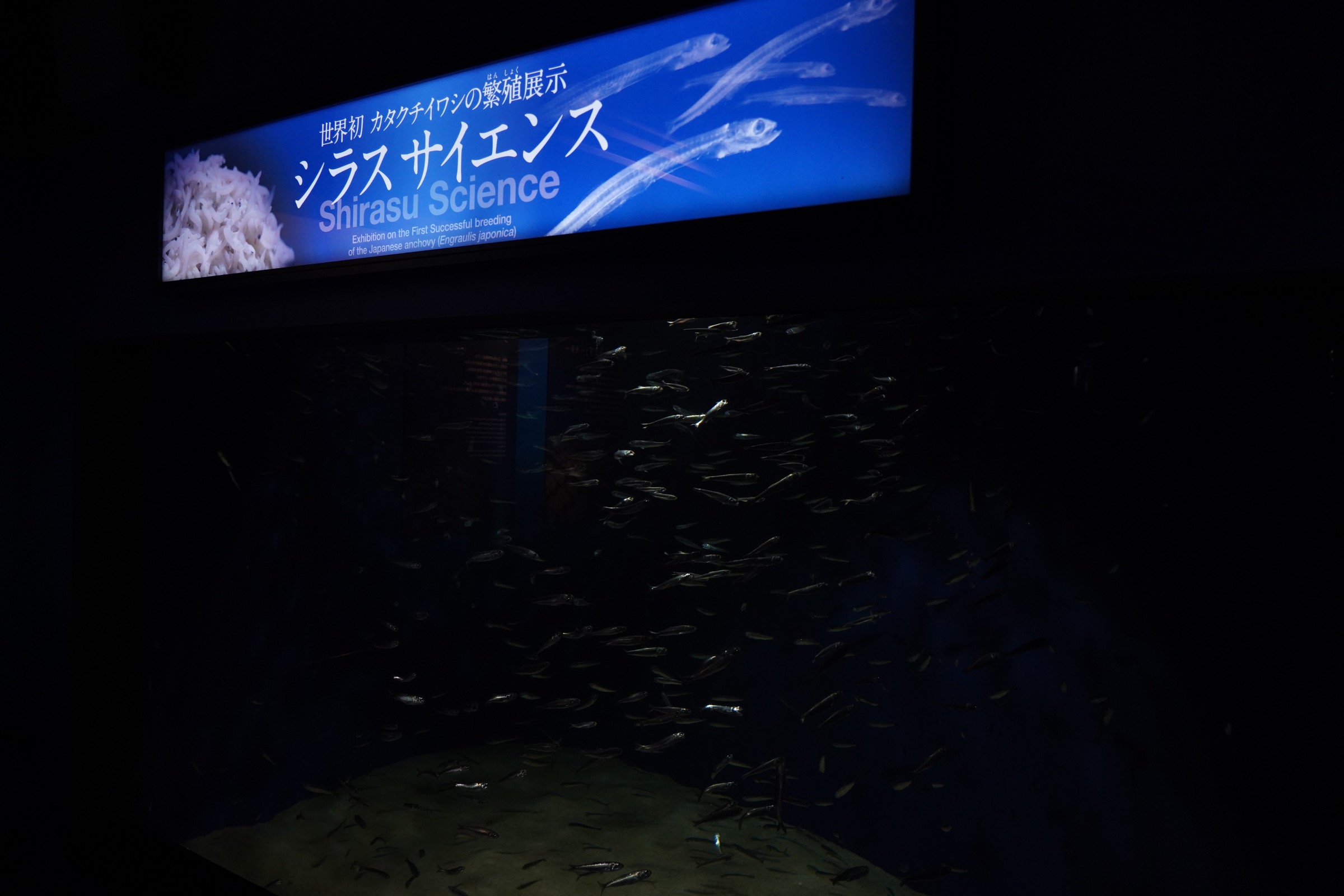 新江ノ島水族館（えのすい）：世界初のシラス繁殖展示