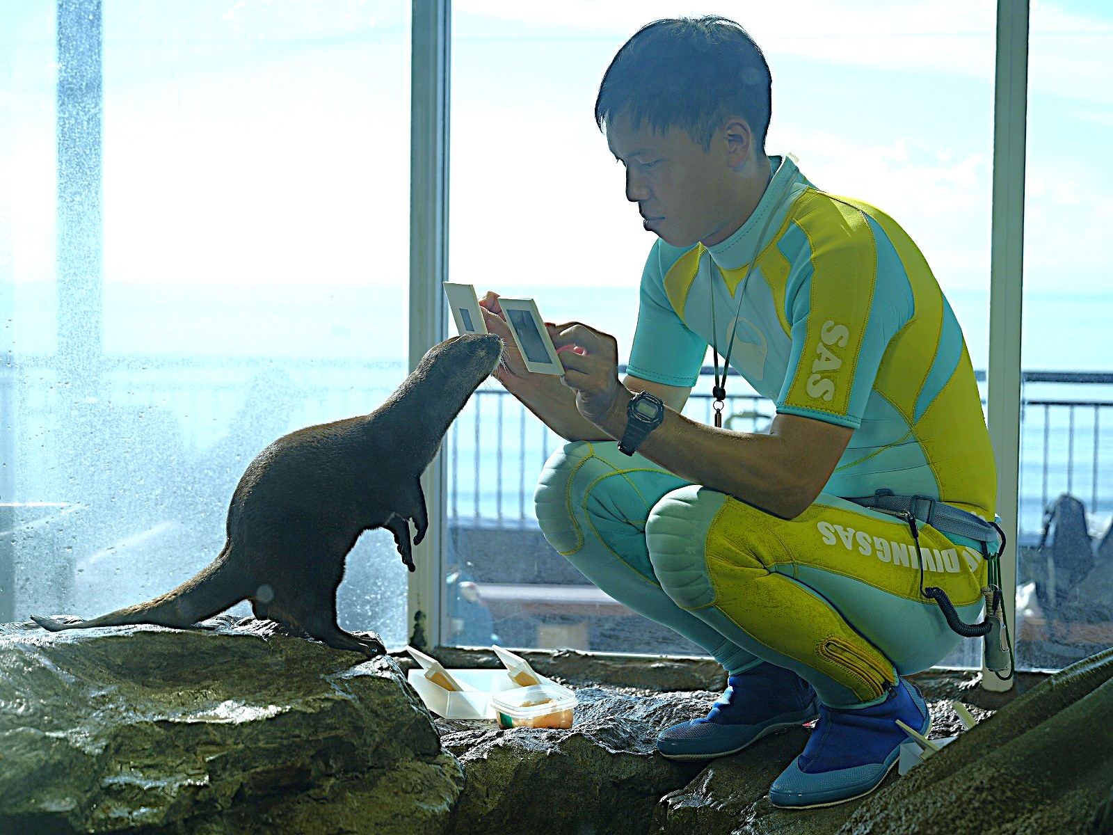 新江ノ島水族館（えのすい）：カワウソ