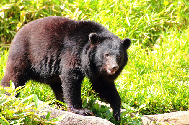 陽気なクマのバルーとの出会い