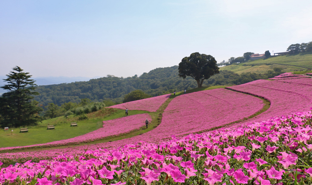 夏の間、花畑を埋め尽くすのはペチュニアの新種「桃色吐息」