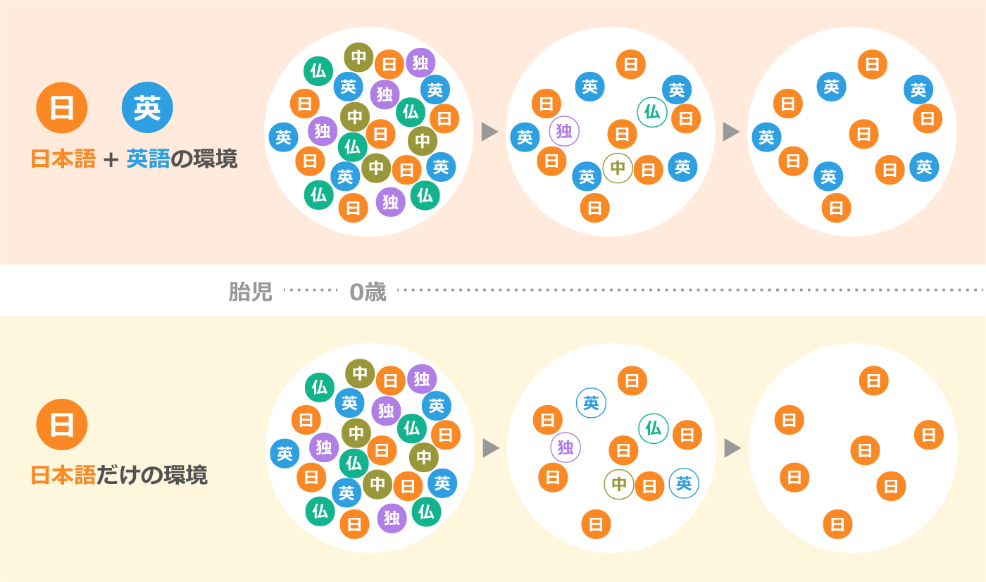 英語は小さい頃から聞き続けることが大切です