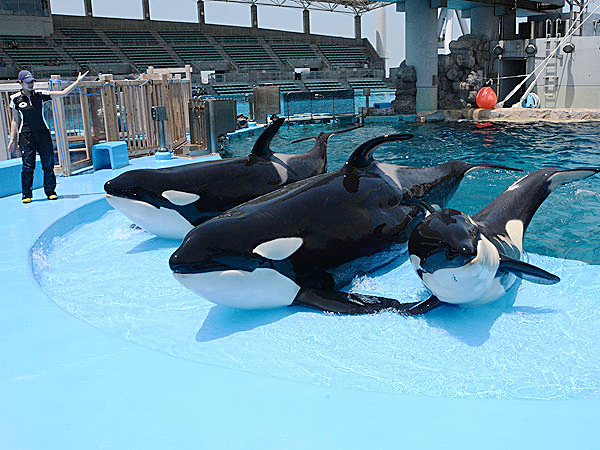 名古屋港水族館のシャチ