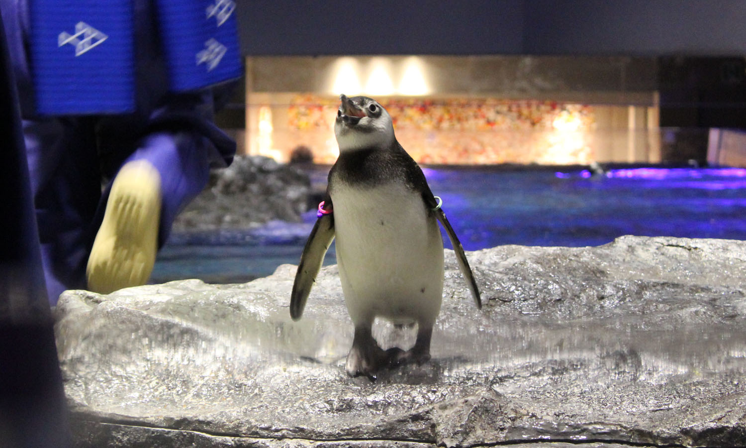 【すみだ水族館】混雑する時期・時間帯は？混雑回避の攻略法を徹底解説！