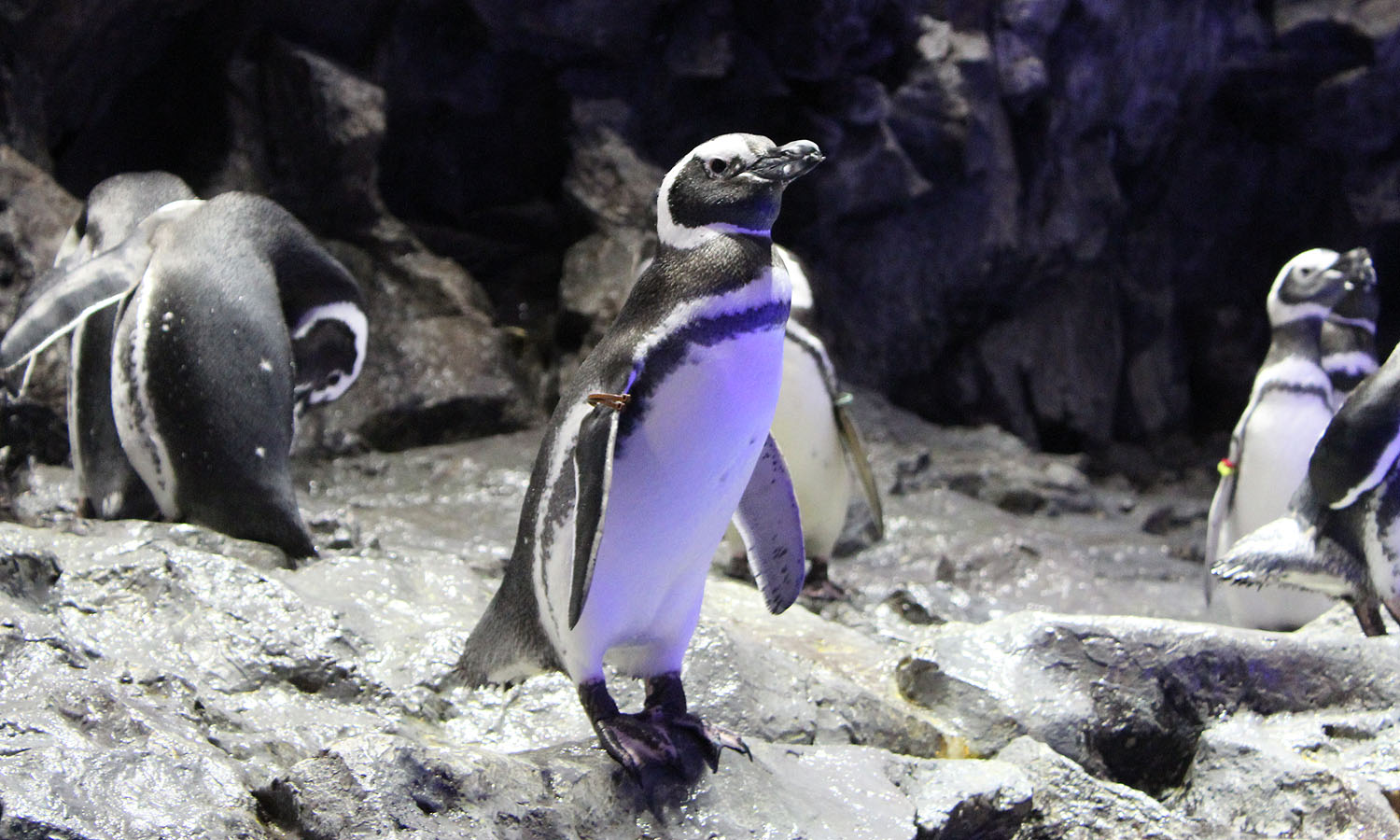 バレンタインはペンギンが主役