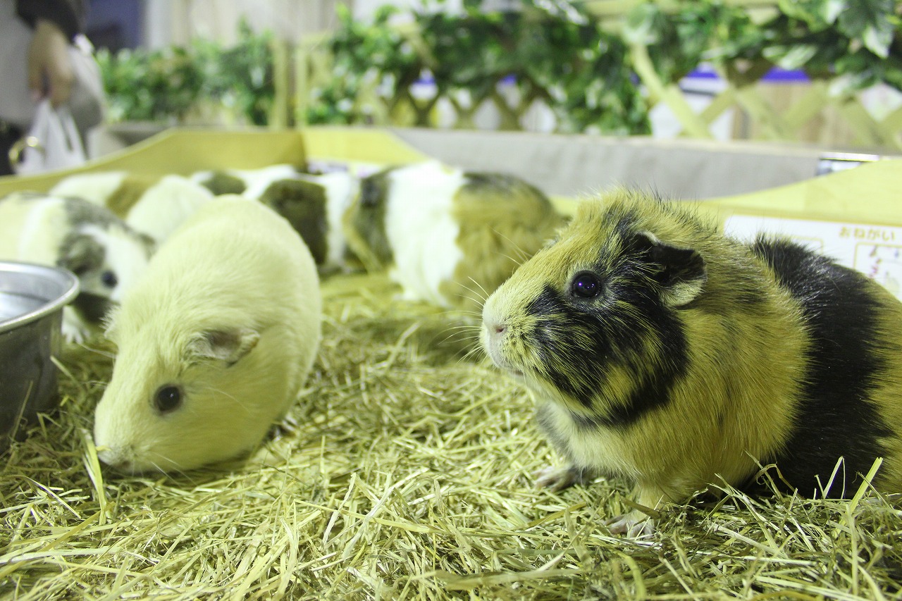 かわいい動物たちとのふれあいも楽しめます