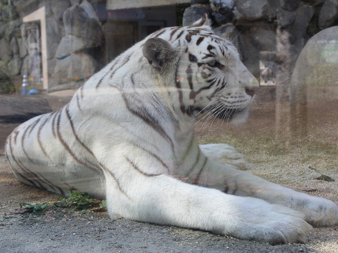 【2019】東武動物公園の完全ガイド！乗り物、イベント、お土産、アクセス、チケット、レストラン