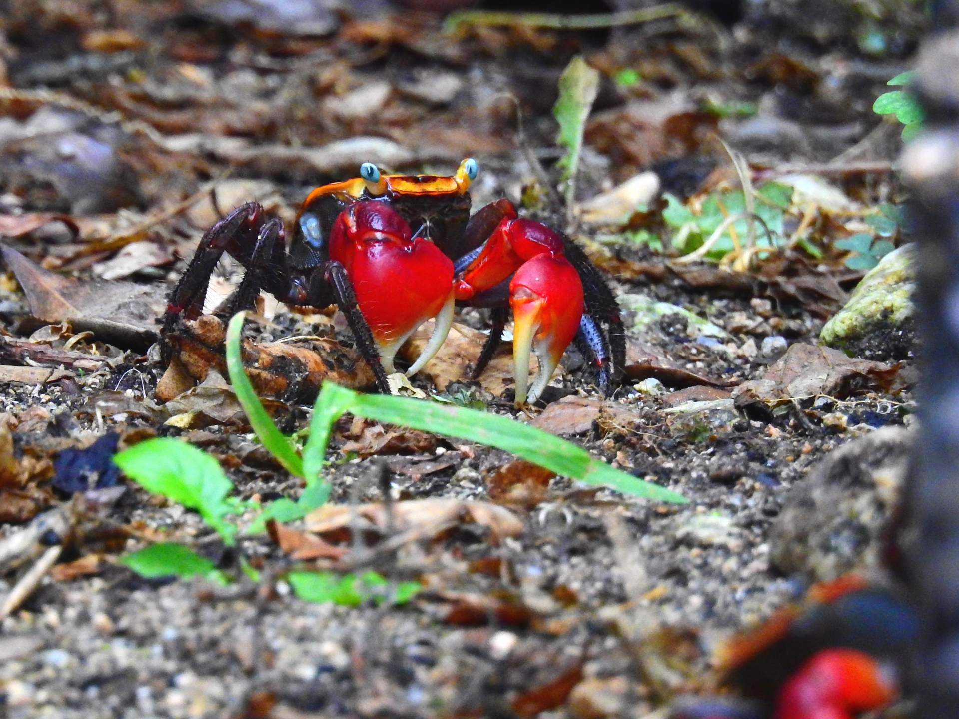 セバスチャンの正体はカニ