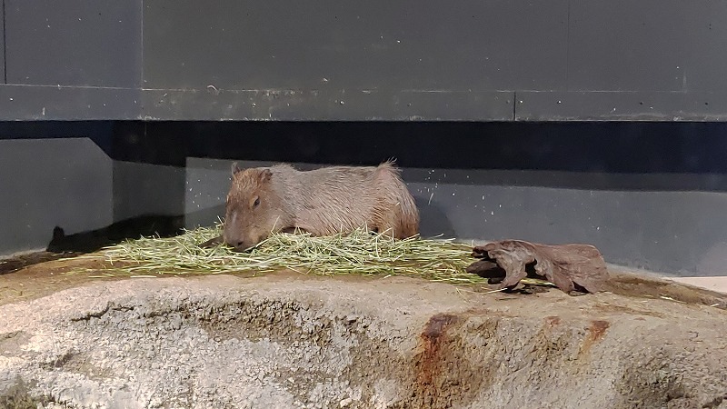 アクアパークにはカピパラも何ともユニークな水族館です