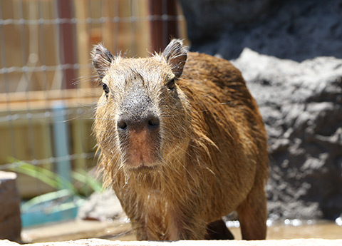 カピパラも人気の動物です！