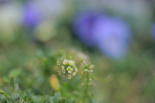 同じくクリッターカントリーの花壇です。