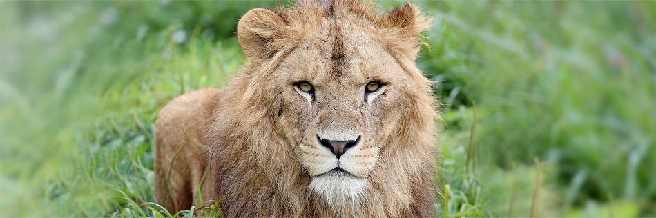 富士サファリパークで飼育されているライオン