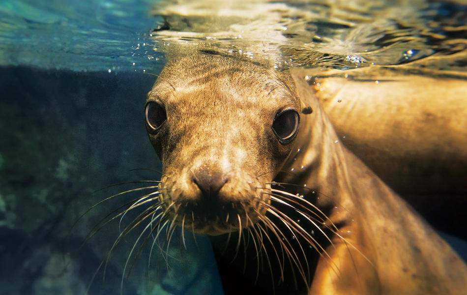 モンタレー海のテーマにて飼育されているカリフォルニアアシカ