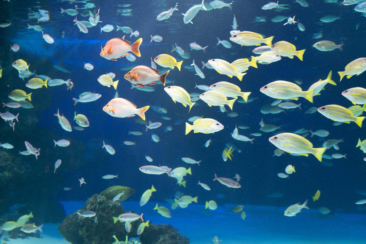 サンシャイン水族館の水槽