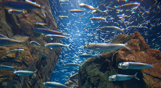 海遊館の魚たち