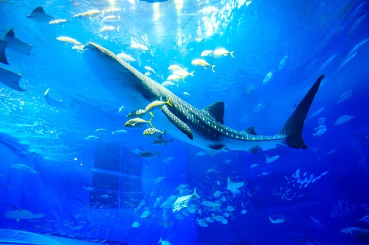 美ら海水族館の所要時間