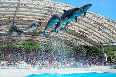 美ら海水族館のイルカショー