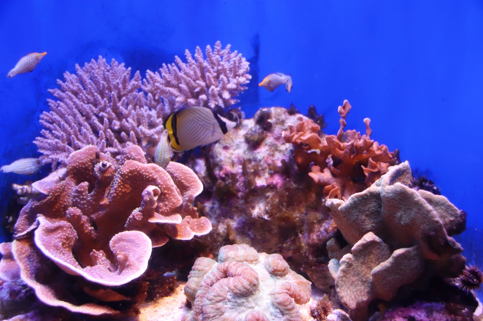 美ら海水族館のチケット料金