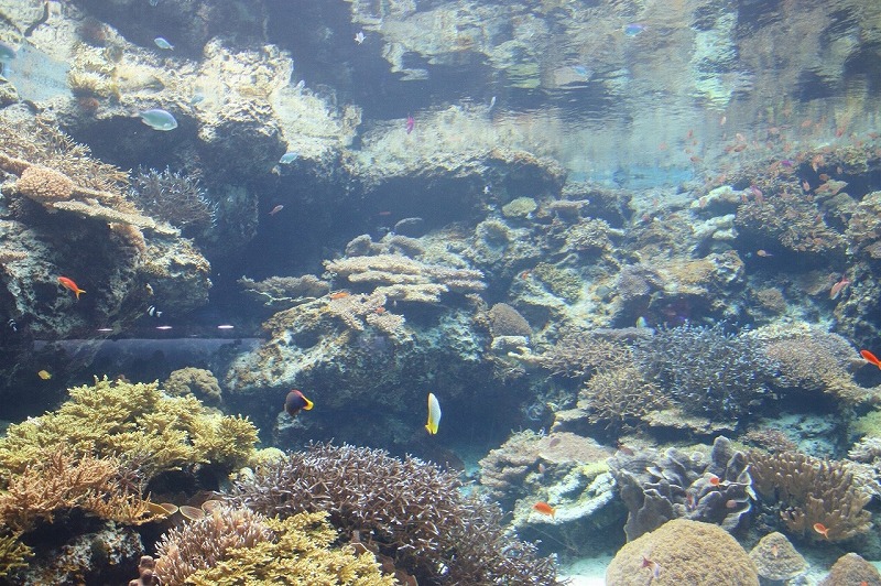 沖縄にある水族館7選！美ら海・久米島ウミガメ館・ブセナ海中公園・かりゆし水族館まとめ！