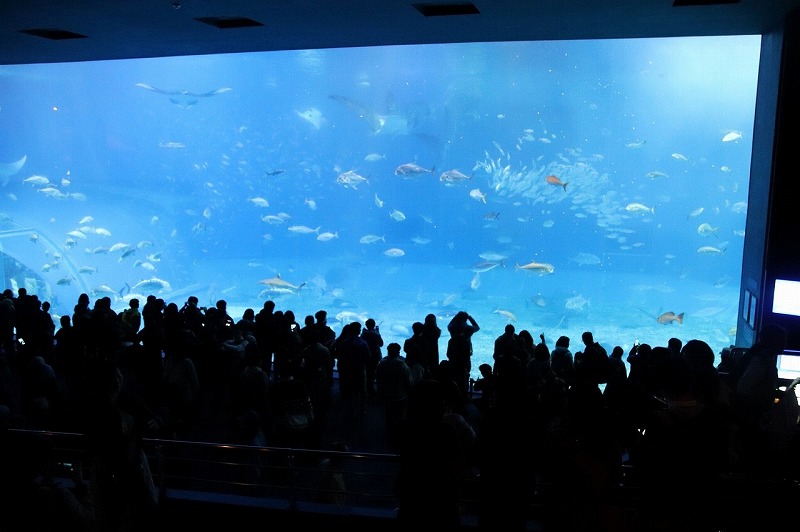 多くの人が集まる美ら海水族館