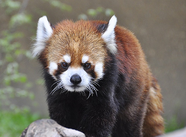 ひらかたパークの動物達