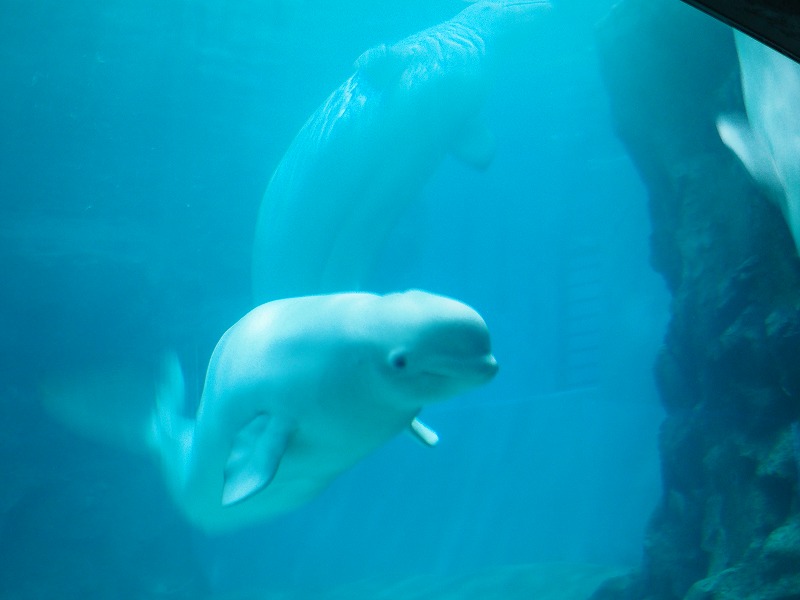 名古屋港水族館のマスコット「シロイルカ」