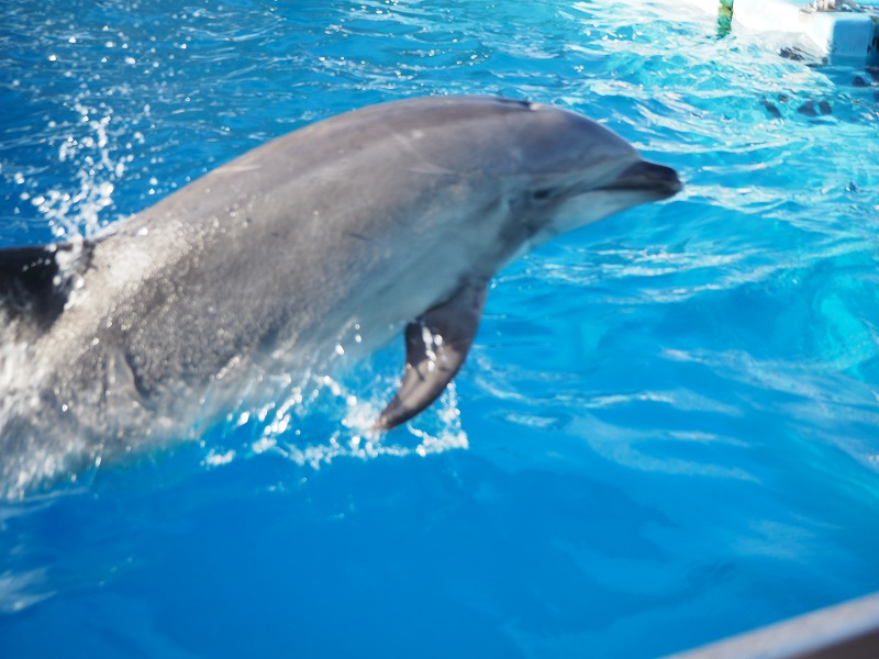 【2019】名古屋港水族館の割引情報！チケット割引・年間パスポートの特典割引・宿泊セット割引！