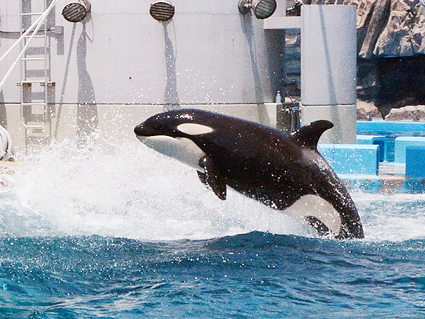 名古屋港水族館のシャチ