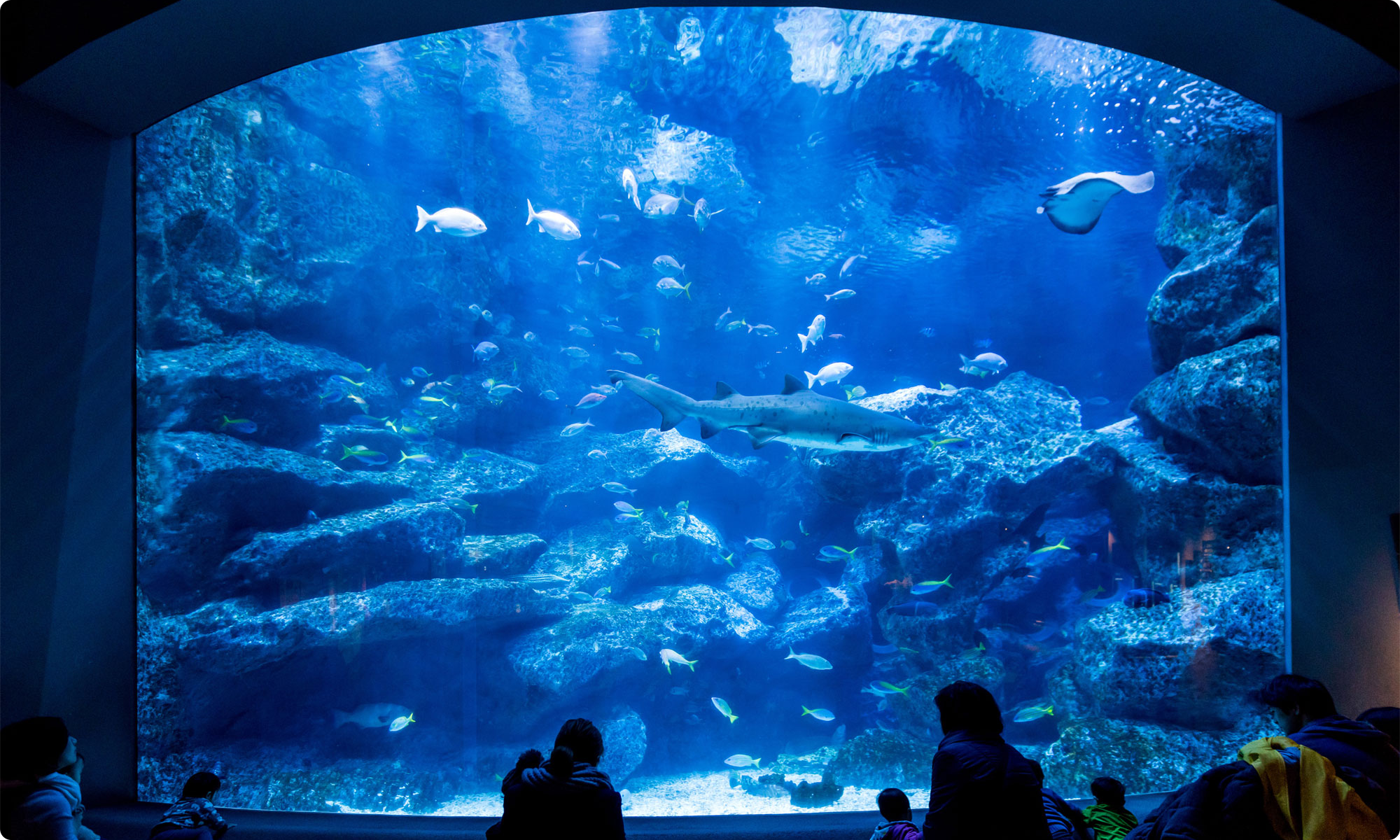 スカイツリー　水族館