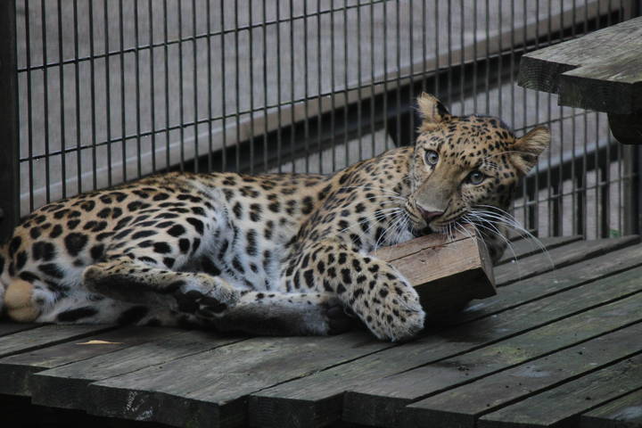 【よこはま動物園ズーラシア】料金＆割引方法11選！JAF会員証や子育てパスポートで割引あり！