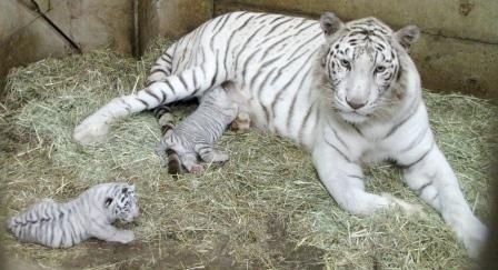 群馬サファリパークの割引