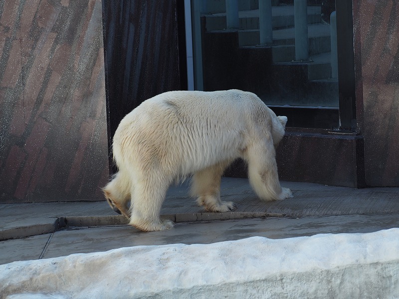 上野動物園のシロクマ