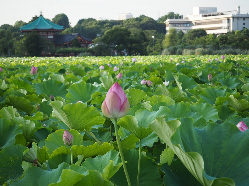  不忍池の周辺はとっても綺麗ですよ！