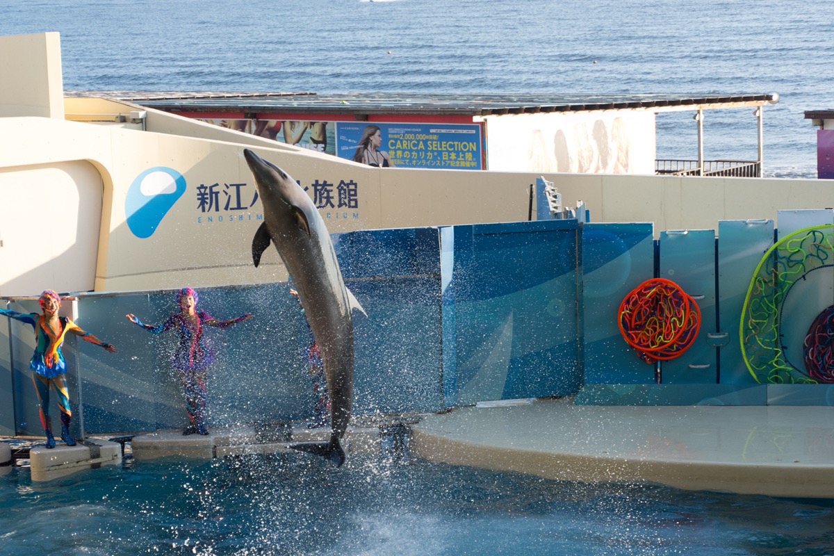 【新江ノ島水族館】えのすい駐車場ガイド！主要な周辺駐車場の料金・混雑・注意点・アクセスまとめ！