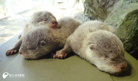 2018年12月に初めて誕生したコツメカワウソの赤ちゃんたち