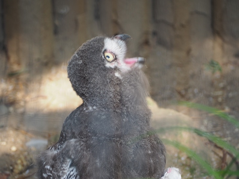 動物園内には可愛い動物がたくさん！