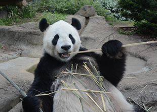 上野動物園のリーリー