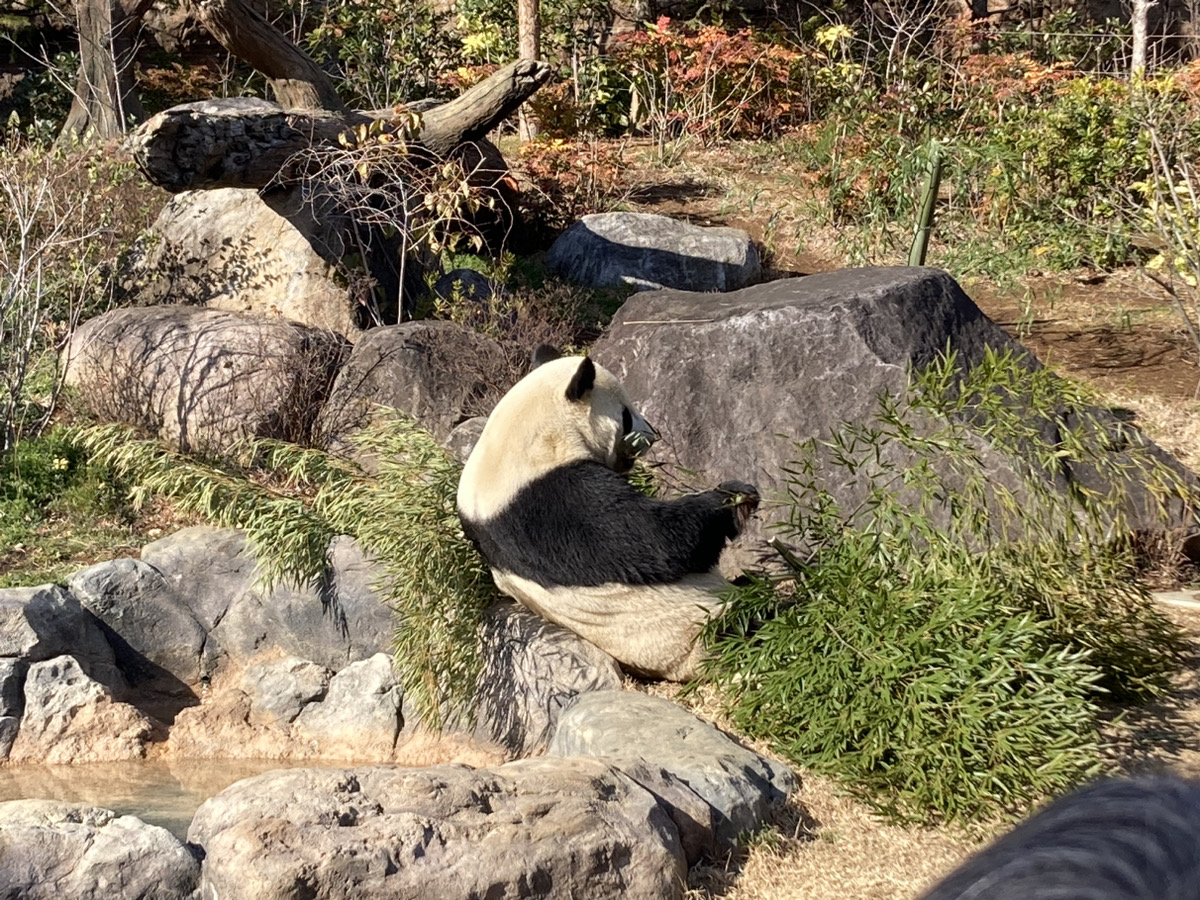 【2023】上野動物園のパンダ徹底解説！混雑＆観覧方法まとめ！上野駅からのアクセスも