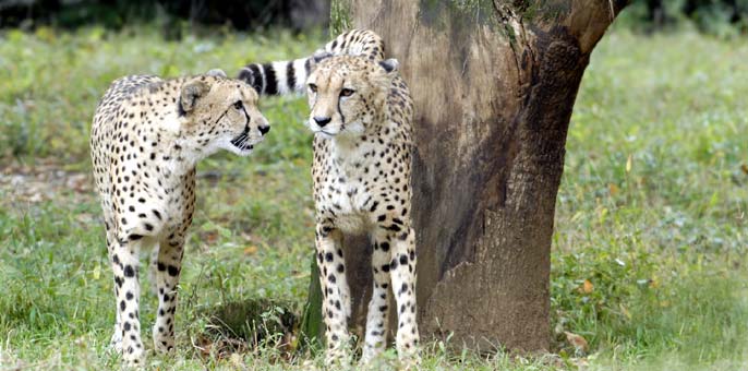 多摩動物公園のランチ・レストラン