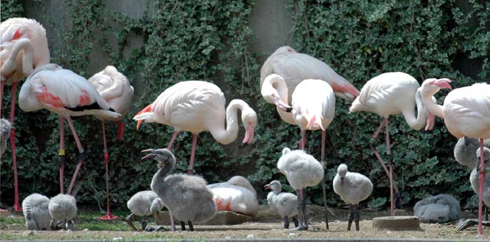 多摩動物公園は、飲食物の持ち込みができる