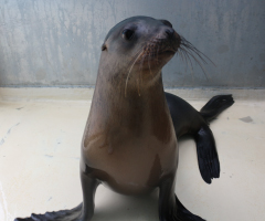 須磨海浜水族園の人気者、アシカの「ハヤト」