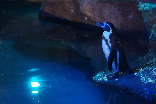 ナイトズーの最中のペンギン