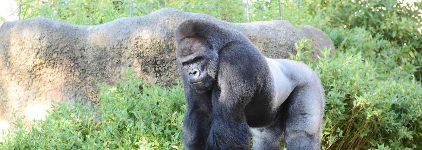 東山動物園のゴリラ