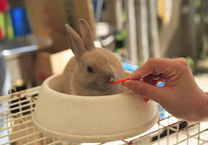 ふれあい動物広場