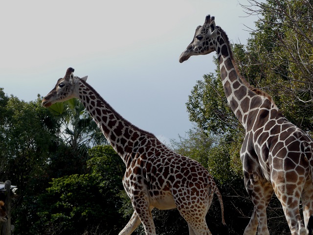 天王寺動物園の料金と割引