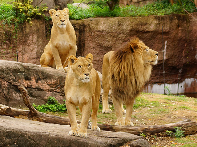 天王寺動物園【料金】入園料金